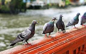 Bird flu, or avian flu, is a type of infection that occurs mainly in birds. Smallpox In Pigeons Forms Of The Disease Symptoms How To Treat Poultry Farming