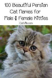 Funny cat names from cats the musical. Top 100 Persian Cat Names For Male Female Kitties Cat Breeds Calming Cat Cat Names