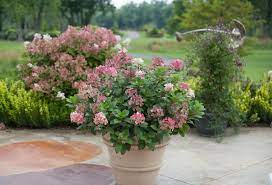 Pots Shade Container Ideas