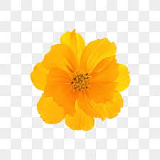 yellow flower png transpa images