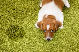 vinegar remove pet stains from carpets