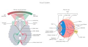 Human Anatomy Process Flowchart Visual System Nervous
