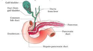 Increased pressure in the pancreas tissue (dilatation of the capsule) pancreatic ischemia (as a component of cp or as a consequence of general abdominal. Draw A Suitable Diagram Of The Duct Systems Of Liver Gall Bladder And Pancreas