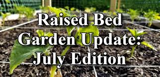 raised bed garden update july edition