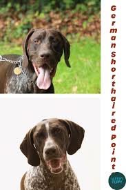 Table of contents how much do german shorthaired pointer puppies cost? Beagle German Shorthaired Pointer Mix Merry Puppy