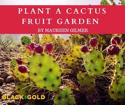 Prickly pear (bunny ears) cactus. Black Gold Cactus Fruit Garden For Arid Fruit Growing In The Southwest