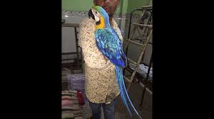 exotic s birds in delhi