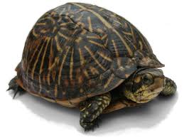 Turtle Wikipedia