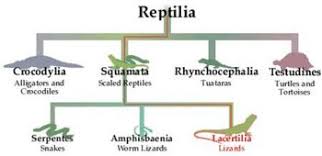 Lizard Taxonomy And Identification Wikivet English