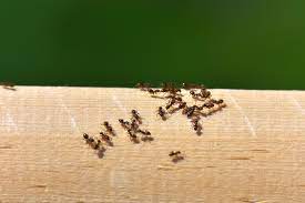 how to get rid of ants from your home