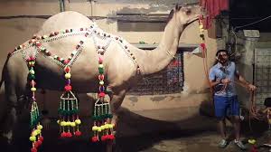 Camel qurbani by expert qasai. Camel Qurbani In Pakistan