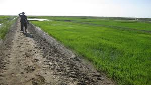 موريتانيا تتجاهل مشاكل مزارعي الأرز