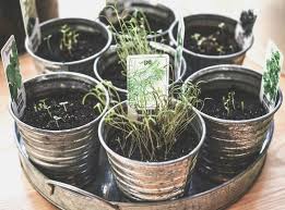 How To Grow Herbs A Beginner S Guide