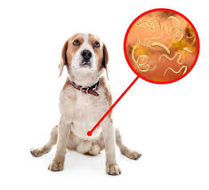 tapeworms in dogs