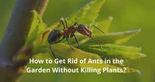 How To Get Rid Of Ants In The Garden