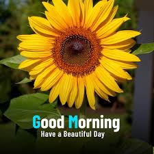 beautiful good morning flower images