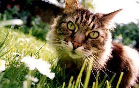 cat urine out of your flower beds