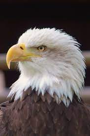 Eagle Wallpapers: Free HD Download ...