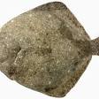 Turbot Fish In Chinese