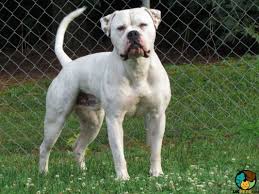 Father is a johnson blood line american bulldog and mother is purebred presa canario ready to go 2000. American Bulldog Dog Breed Ukpets