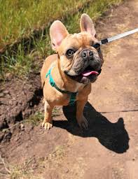 Find french bulldog in canada | visit kijiji classifieds to buy, sell, or trade almost anything! French Bulldog Puppies Indiana Dream Valley Frenchies