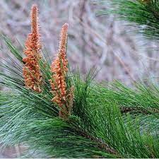 Buy Thinleaf Pine Tree Seeds Pinus