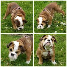 Why buy an english bulldog puppy for sale if you can adopt and save a life? English Bulldog Puppies For Sale Waterloo Ny 330007