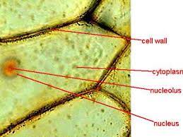 Cells and viewing them under the microscope. Cells Under A Microscope By Jaimarie Nelson