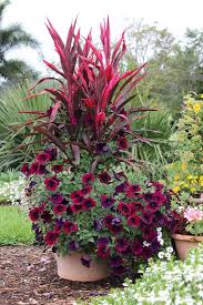 container plants container gardening