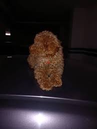 female toy poodle imported from ukraine