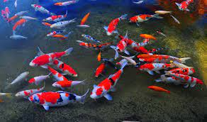 100 live koi fish wallpapers