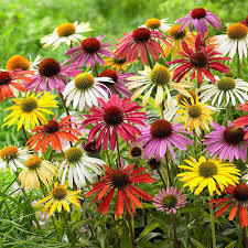 Find premium perennial flower seeds and plants online at park seed! Vanzyverden Echinacea Cone Flower Mixed 10 Piece Root Set 8648394 Hsn In 2021 Echinacea Flowers Perennials