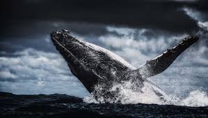hd desktop wallpaper whale