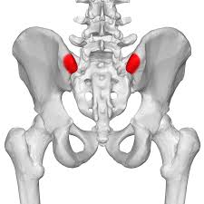 Stand behind the participant and find the iliac crest laterally. Ligaments At The Posterior Superior Iliac Spine Biology Stack Exchange