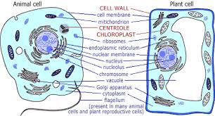 When cells work together, as they do in multicellular organisms. Do Plants Have Dna Quora Animal Cell Plant Cell Plant And Animal Cells
