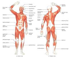 Worksheets For Anatomy And Physiology Odmartlifestyle Com