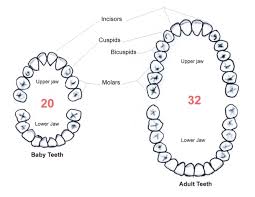 44 Thorough Primary Teeth Numbering