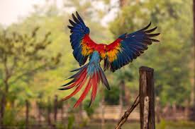 wallpaper blue red and yellow macaw