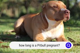 how long is a pitbull pregnant oodle