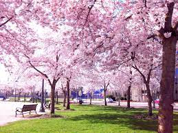 Siapa sich yang tidak mengenal bunga sakura atau kalau dalam bahasa inggris disebut dengan cherry blossoms? Keindahan Musim Bunga Sakura Jepun Pos Terkini Fotografi Alam Bunga Sakura Pemandangan