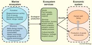 marine ecosystem services sciencedirect
