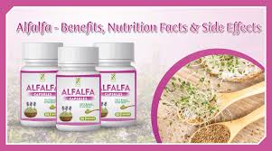 alfalfa benefits nutrition facts