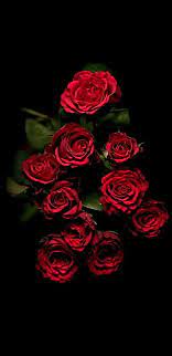 iphone rose elegant red rose hd phone