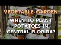 To Plant Potatoes In Central Florida