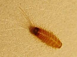 carpet beetle larva troerma
