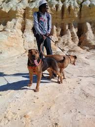 Find similarities and differences between rottweiler vs mastiff vs boerboel compare rottweiler and mastiff. Yamkela Qangule On Twitter My Dogs Are Beautiful I Had A Nice Time Hiking With My Friend My Two Dogs And I Ranger Black And Brown Rottweiler Boerboel Mix Simon Brown Black And