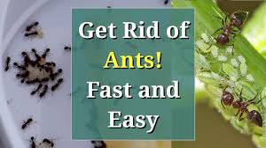 What is the best home remedy to kill ants. Get Rid Of Ants Fast Cheap And Easy Youtube
