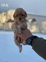 ukrainian toy poodle from ukraine with
