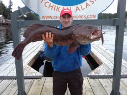 Rock Fish Lingcod Fishing Chinook Shores Lodge
