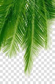 green palm leaves transpa